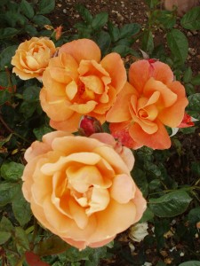 SOUTHAMPTON (floribunda)